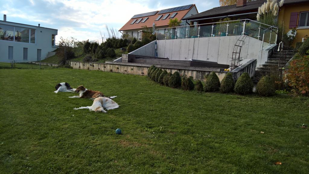 Swiss Borzoi House Bed & Breakfast Vully-les-Lacs Exterior photo