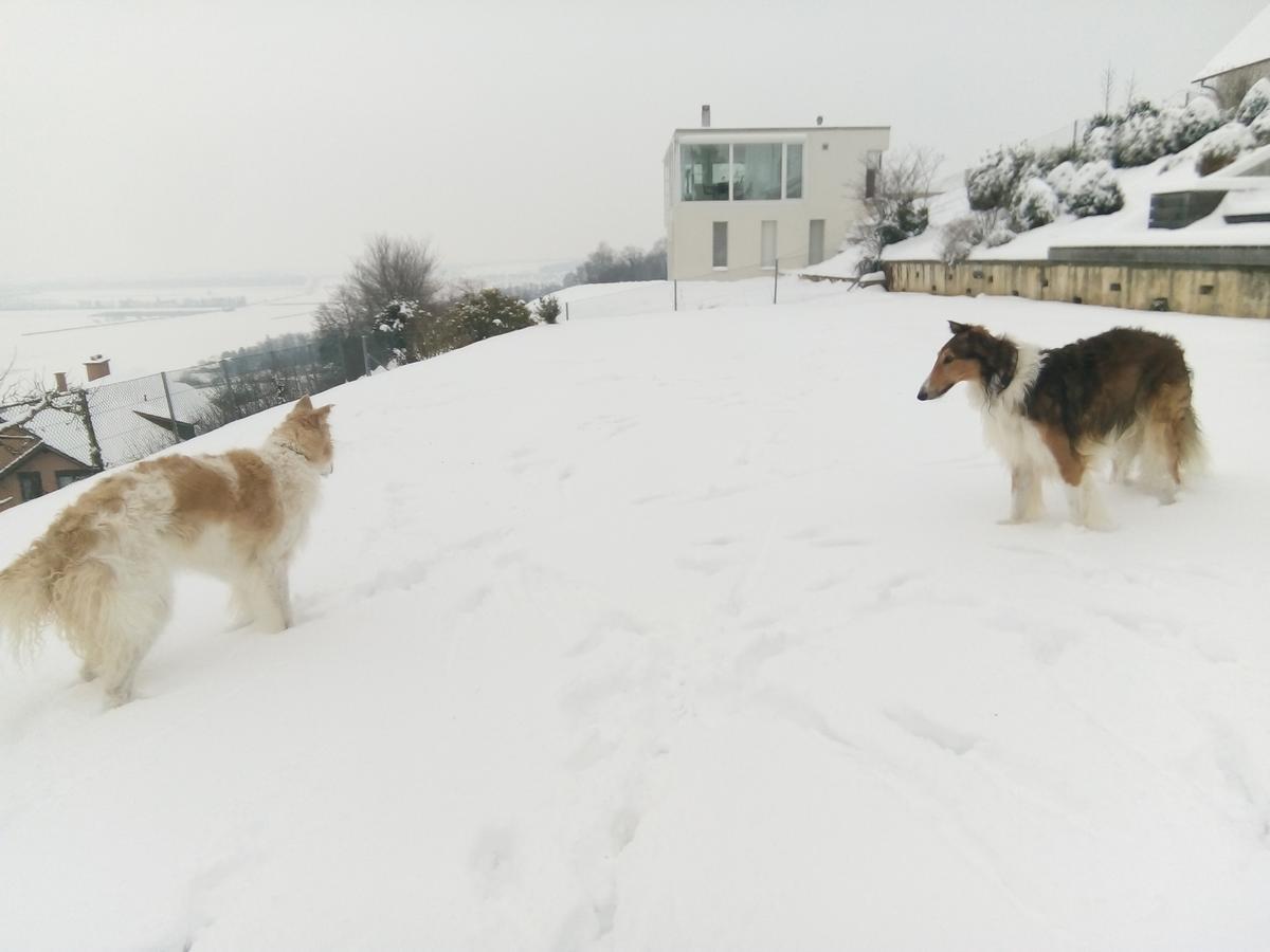 Swiss Borzoi House Bed & Breakfast Vully-les-Lacs Exterior photo