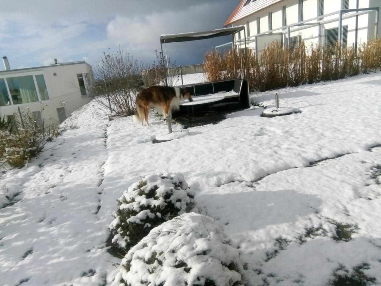 Swiss Borzoi House Bed & Breakfast Vully-les-Lacs Exterior photo